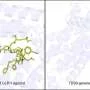 Engineers develop AI tool to design peptides that turn signals on or off