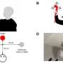 How do humans visually discriminate materials?