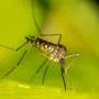 DNA marker in malaria mosquitoes may be pivotal in tackling insecticide resistance