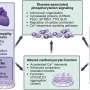 RNA therapy for genetic heart failure moves closer to patients after lab gains